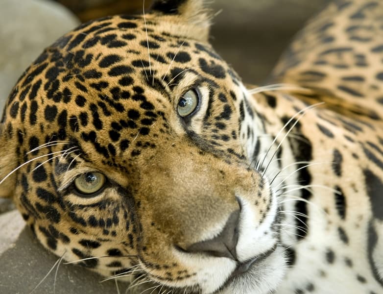 Close-up of a jaguar resting with striking spotted fur and intense eyes.