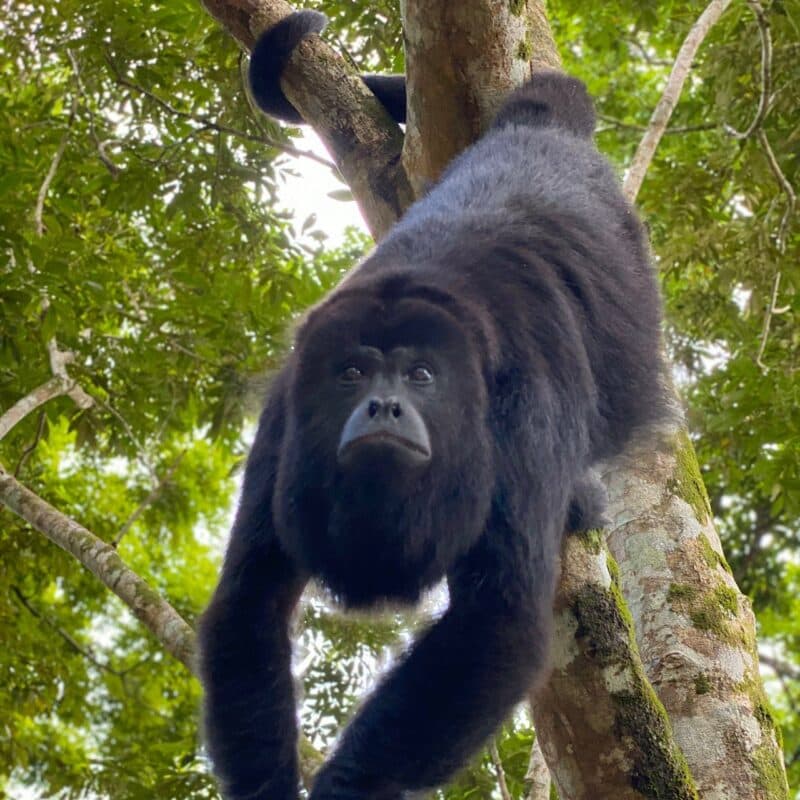 A black howler monkey hangs from a tree branch, with a focused expression amidst lush greenery.