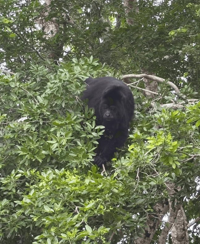 A black gorilla perched among lush green leaves in a tree.
