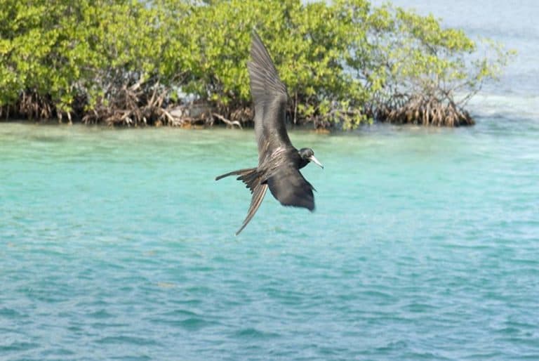 A black bird with long wings flies above turquoise water near mangroves.