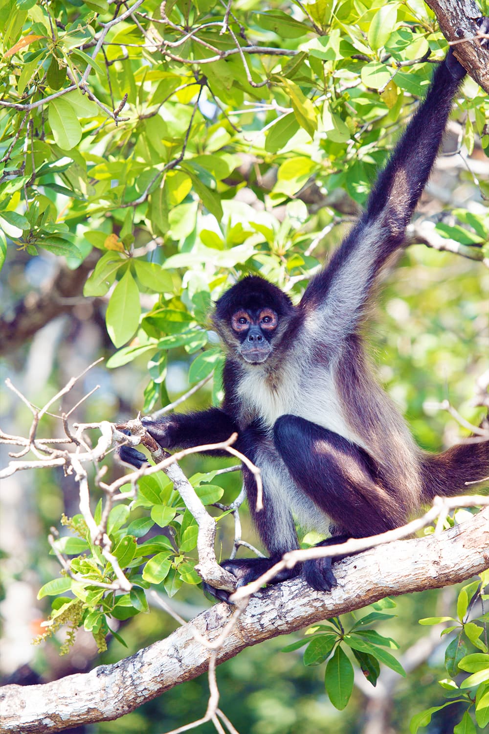 A howler monkey perched on a branch among green leaves.