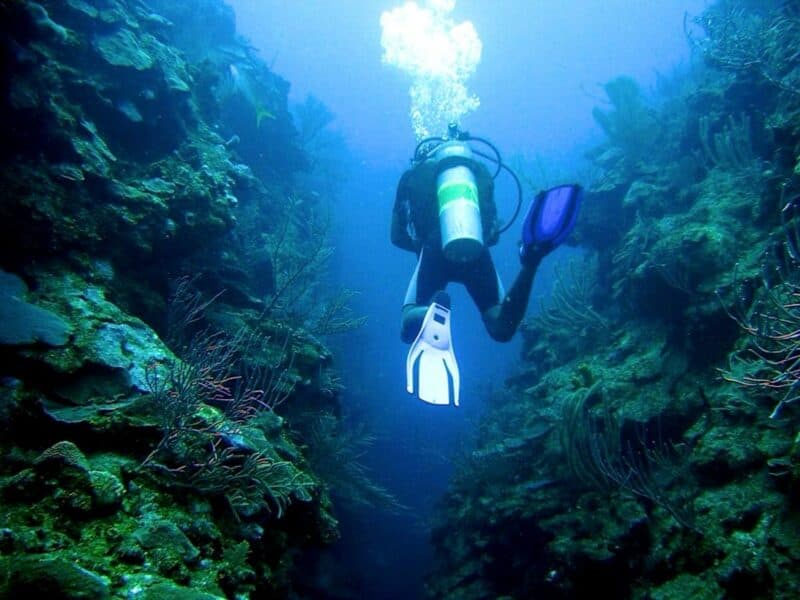 A scuba diver explores a submerged canyon surrounded by vibrant underwater vegetation.