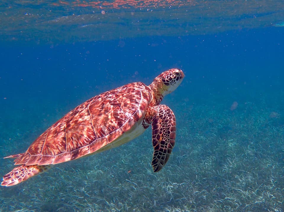 A sea turtle swims gracefully underwater among aquatic vegetation.