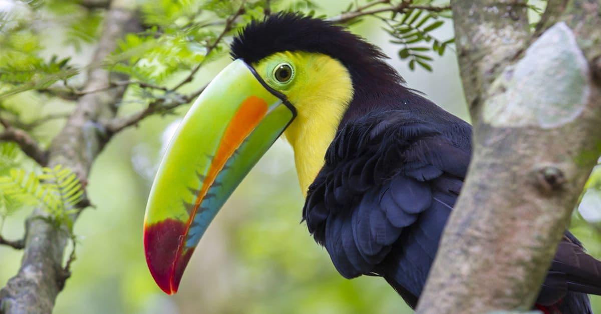 A vibrant toucan perched on a tree branch amidst lush greenery.