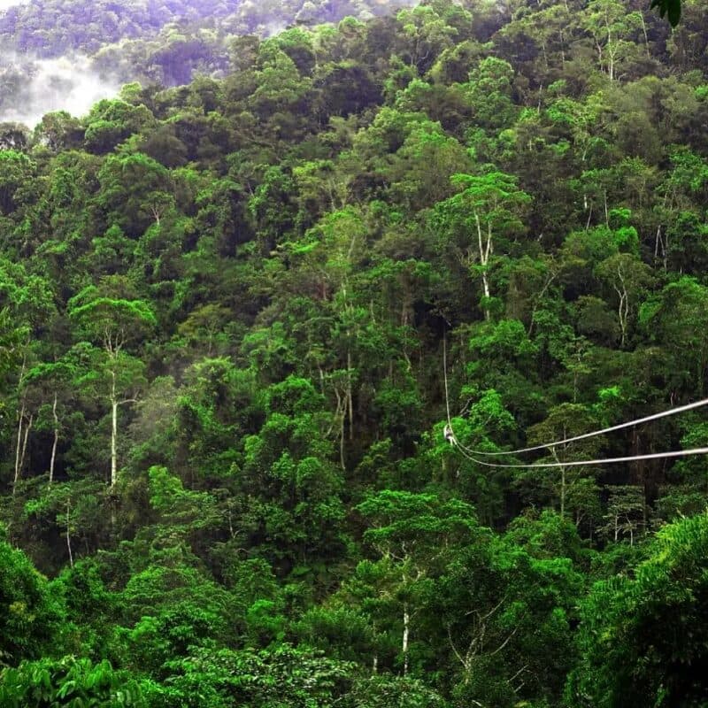 Lush green forest with a zip line traversing the treetops.