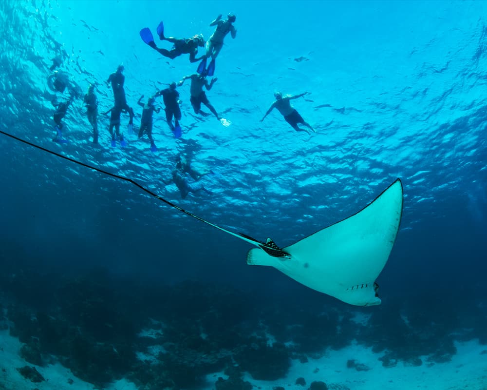 A manta ray swims beneath a group of snorkelers in clear blue water.