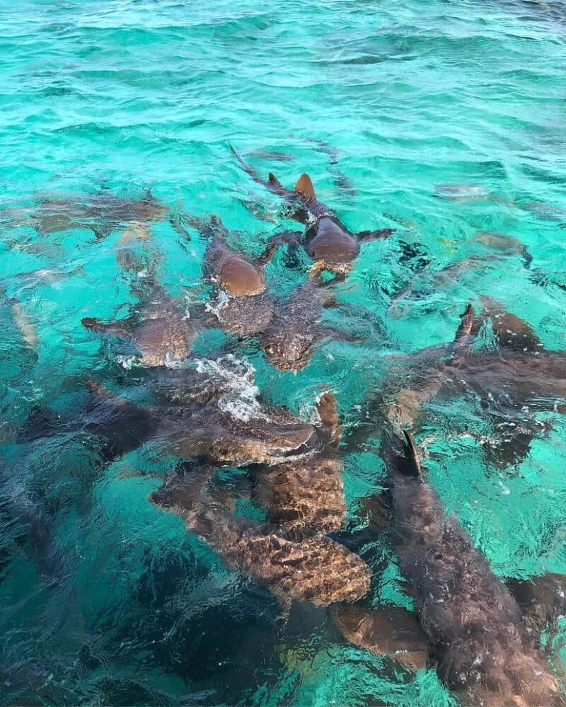 A group of sharks swimming in clear turquoise waters.