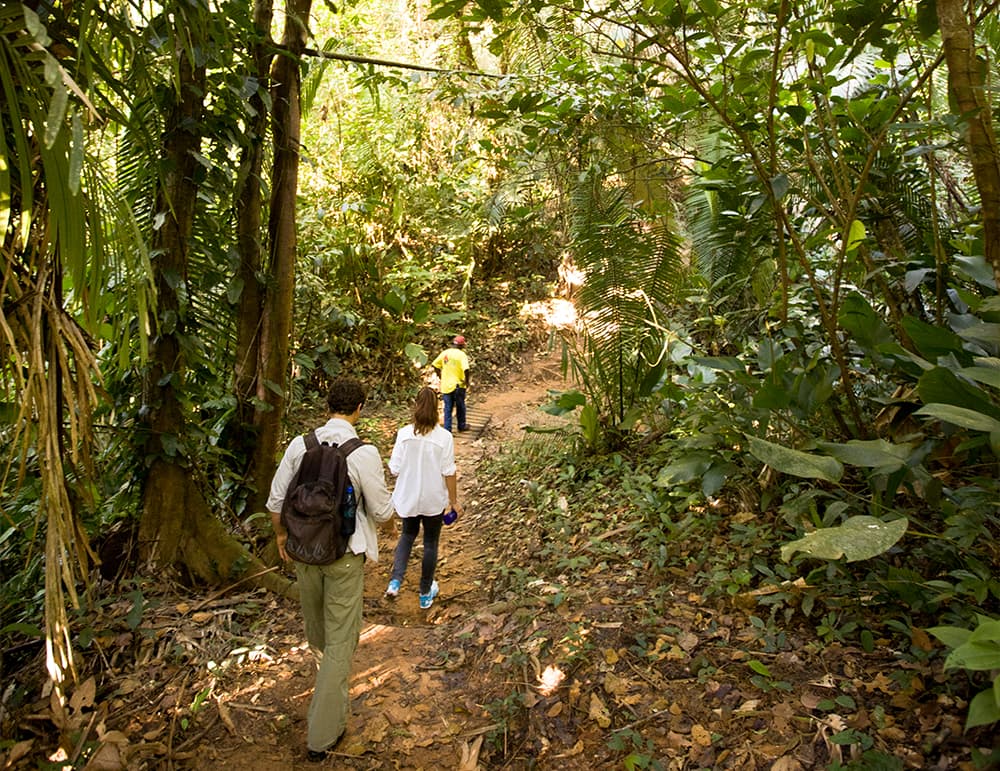 Three hikers walking along a dirt path in a dense rainforest.