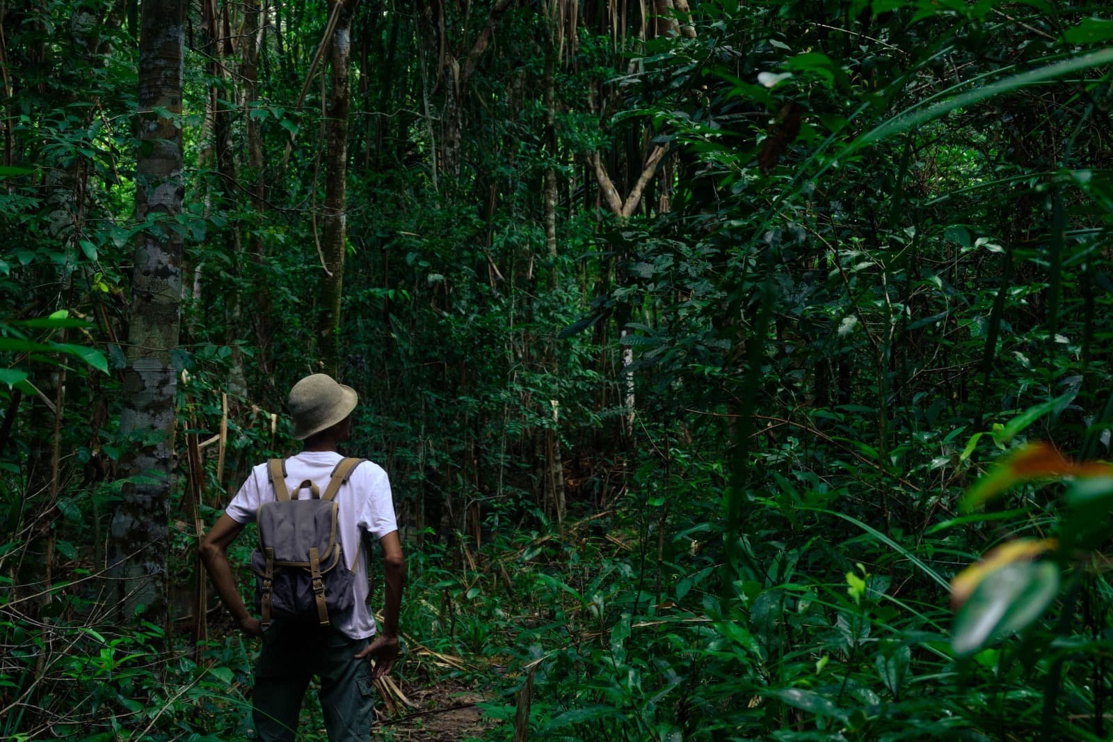 A person with a backpack and hat stands on a forest path surrounded by dense greenery.
