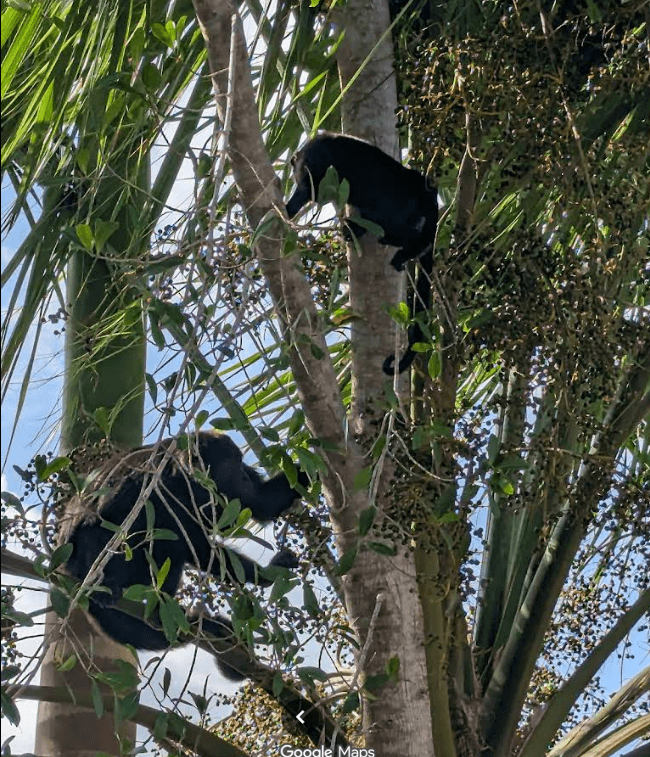 Two black monkeys are climbing a palm tree.