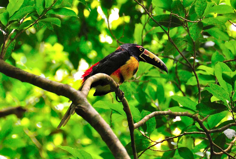 A colorful toucan perched on a branch surrounded by green leaves.