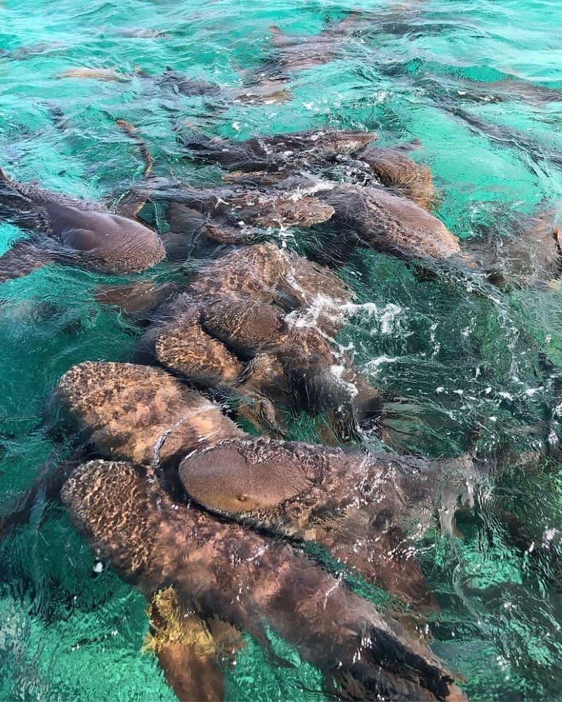 A group of sharks swimming in clear turquoise waters.
