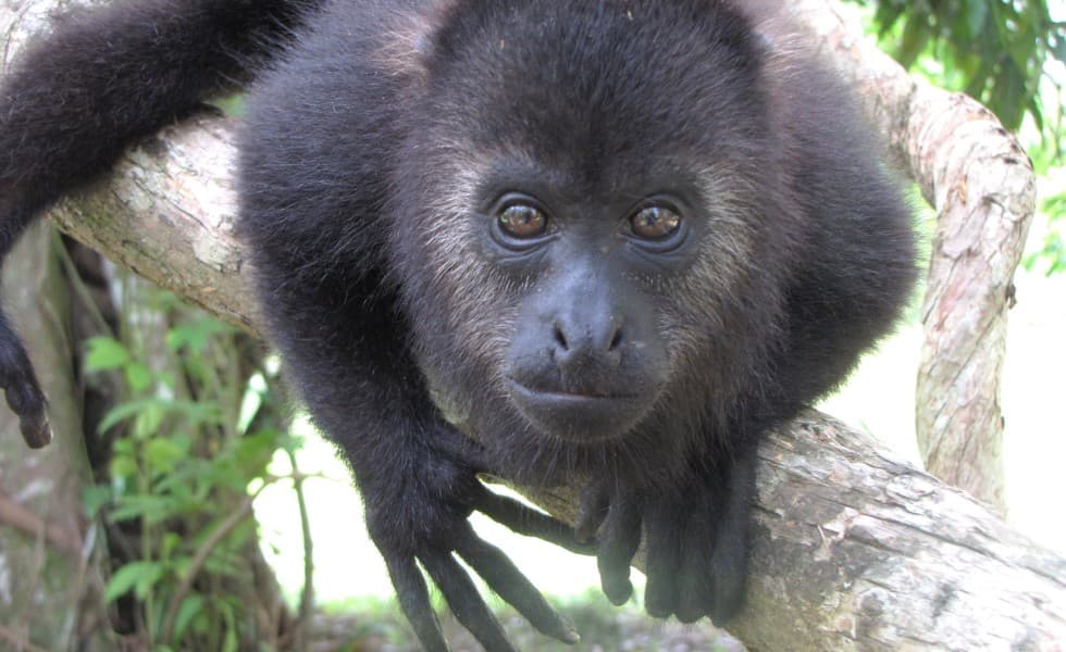 A close-up of a black howler monkey resting on a tree branch.