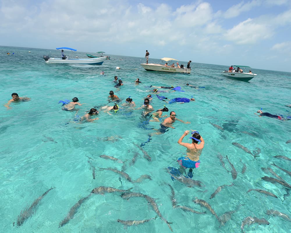 A group of people snorkel in clear turquoise water, surrounded by fish and boats.