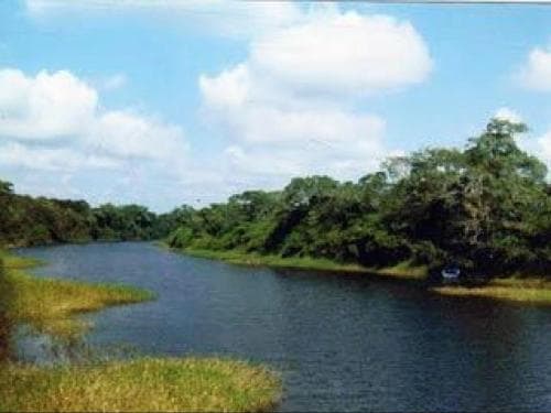 A tranquil river winding through lush greenery under a blue sky.