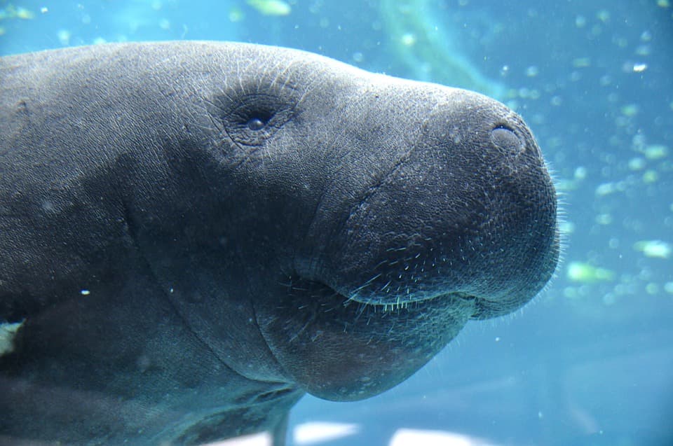 A close-up of a manatee underwater, showcasing its rounded face and whiskers.