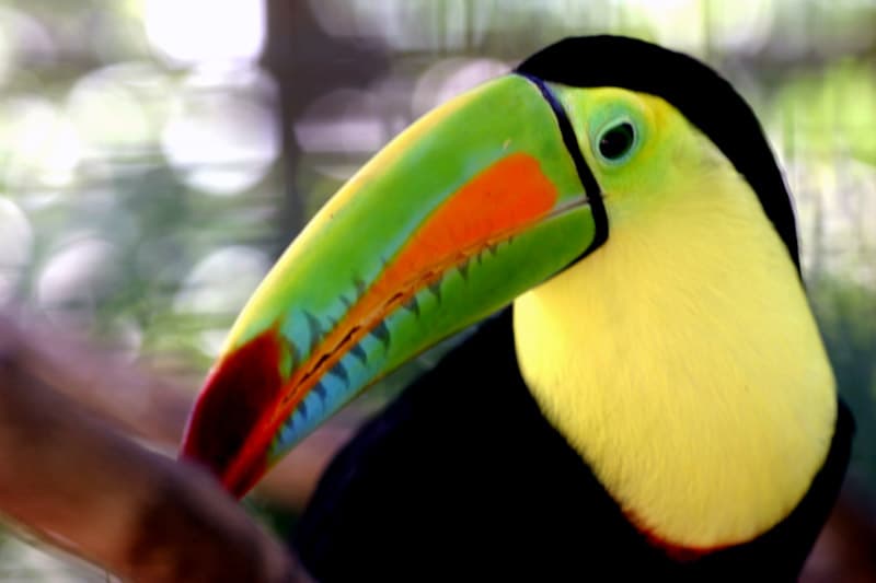 Close-up of a colorful toucan with a large, vibrant beak.