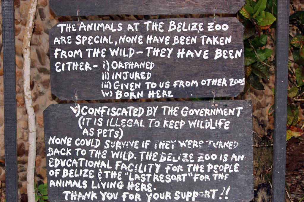 Sign at Belize Zoo explaining that animals are either orphaned, injured, given from other zoos, or born in captivity and emphasizing the zoo's educational role.