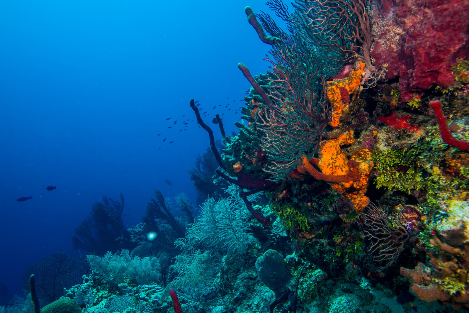 Vibrant coral reef teeming with marine life against a deep blue sea.