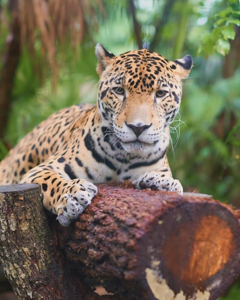 A jaguar rests on a log surrounded by lush greenery.