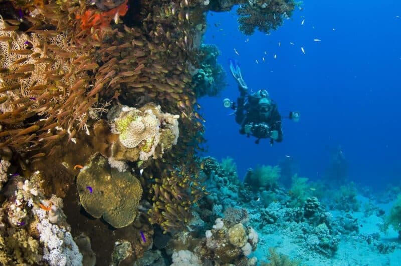 A diver explores a vibrant coral reef filled with various marine life.