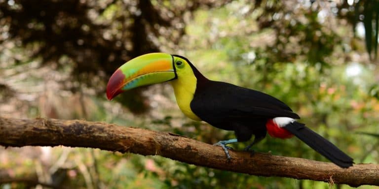 A brightly colored toucan perched on a branch in a lush green setting.
