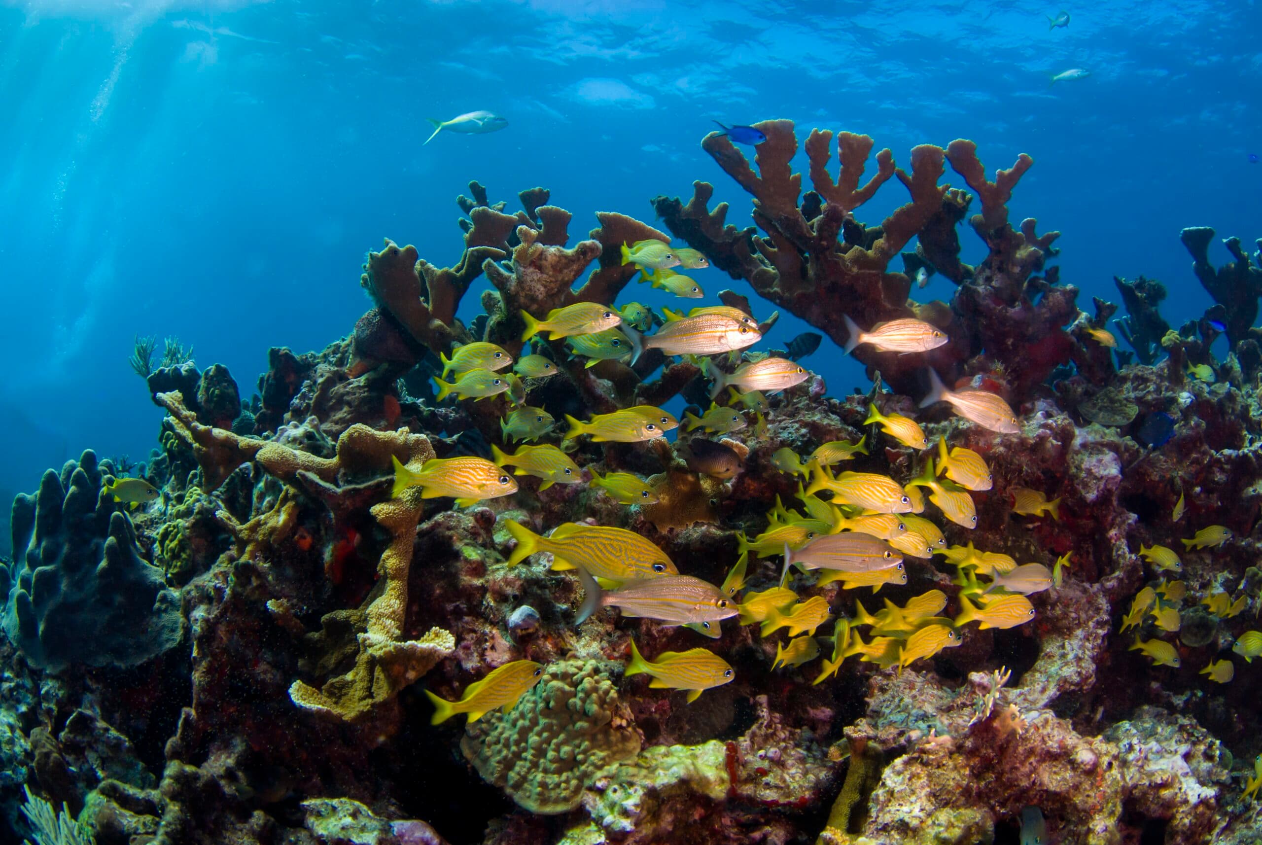 A vibrant underwater scene featuring a school of yellow fish among colorful coral reefs.