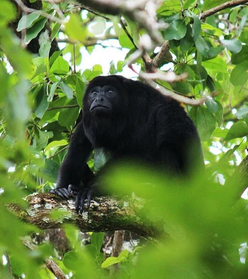 A black monkey sits on a tree branch surrounded by green leaves.