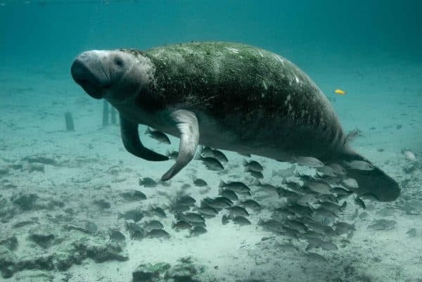 A manatee swims underwater surrounded by a school of fish.