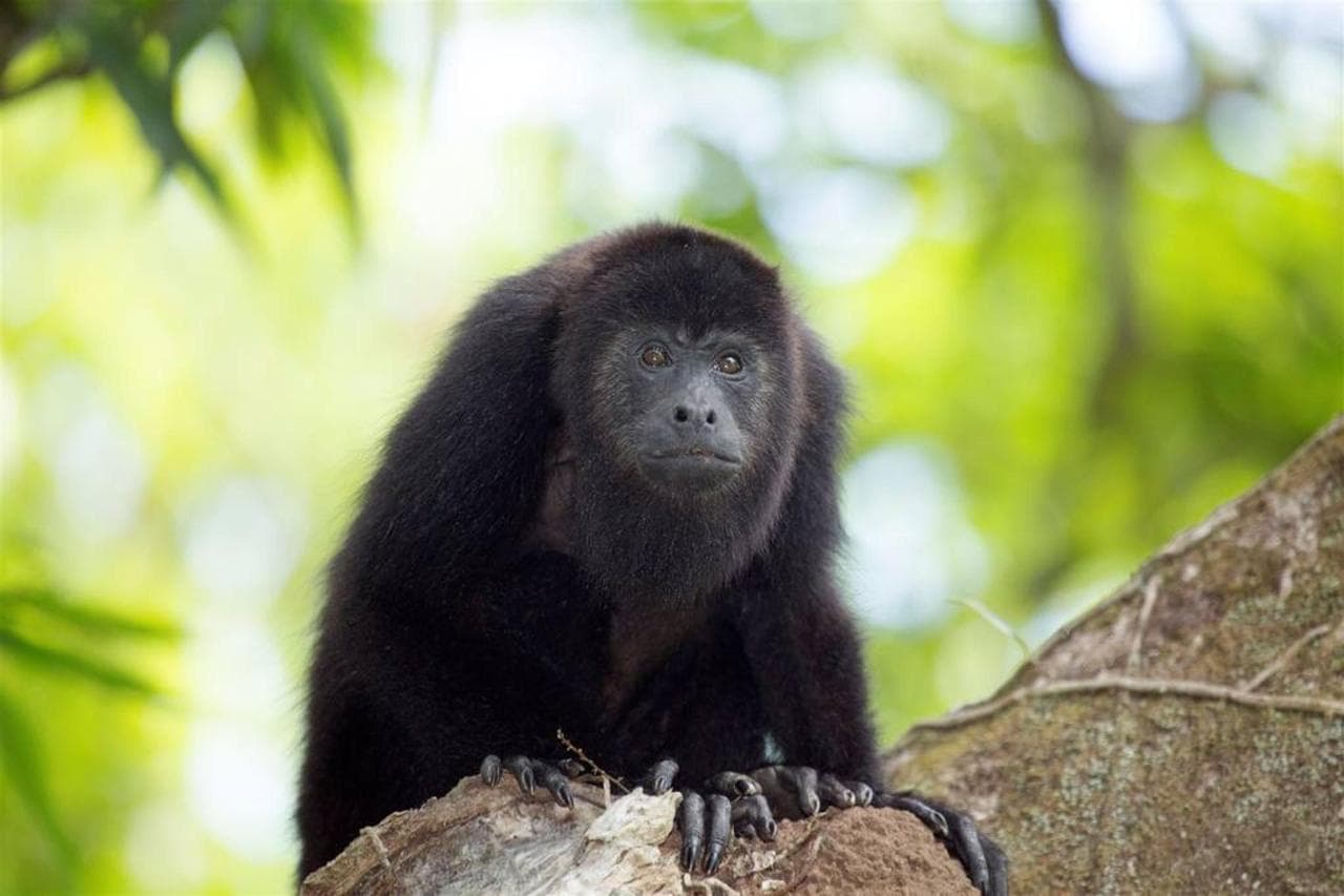 A black howler monkey perched on a tree branch amidst a blurred green background.