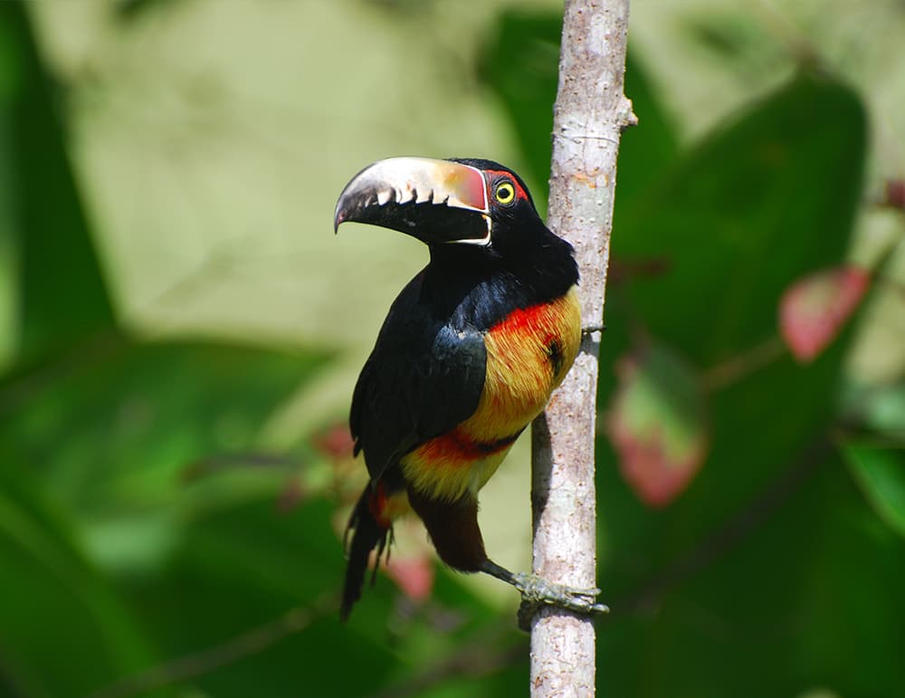 A colorful toucan perched on a tree branch.