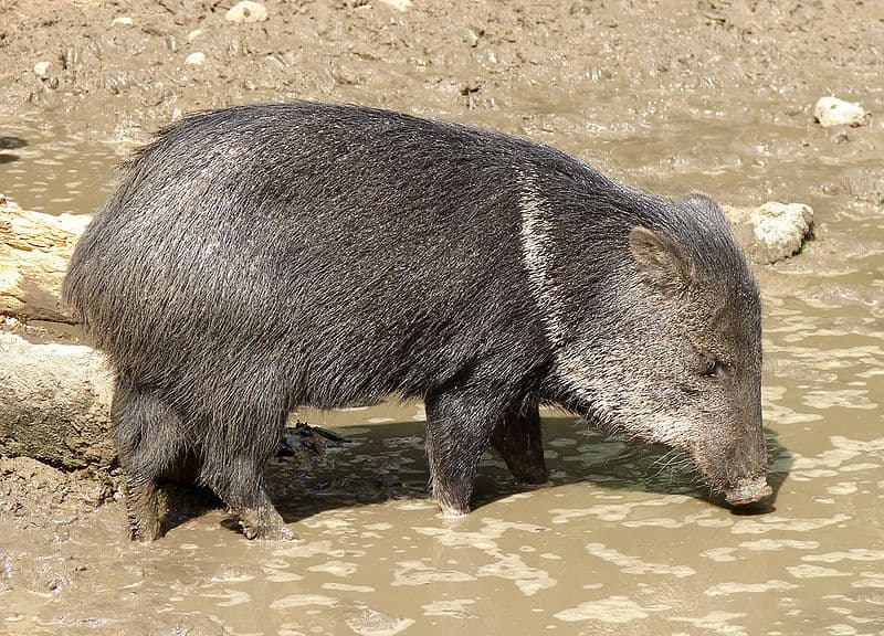 A small, shaggy black wild pig wading in muddy water.
