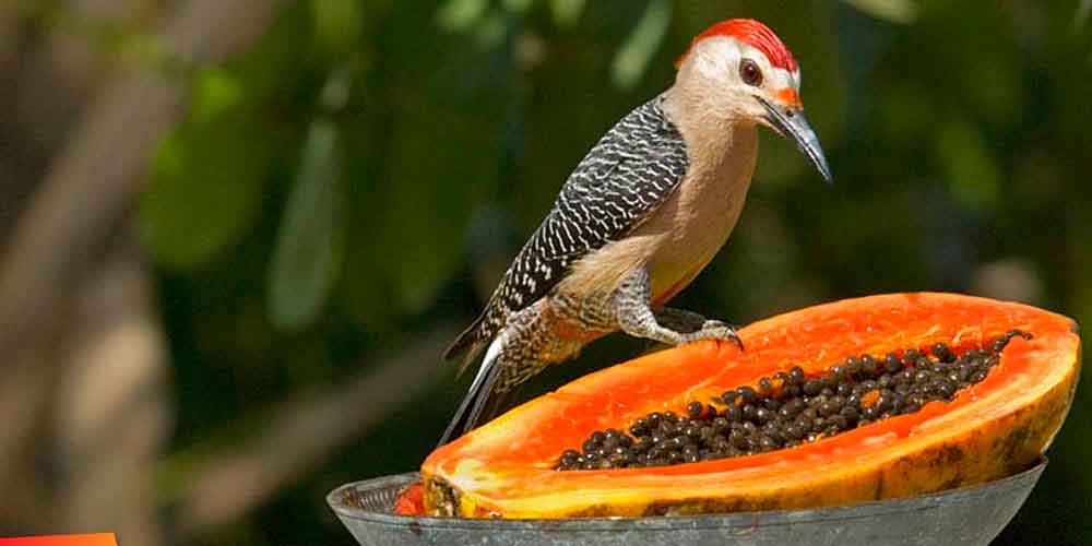 A woodpecker perched on a halved papaya filled with seeds.
