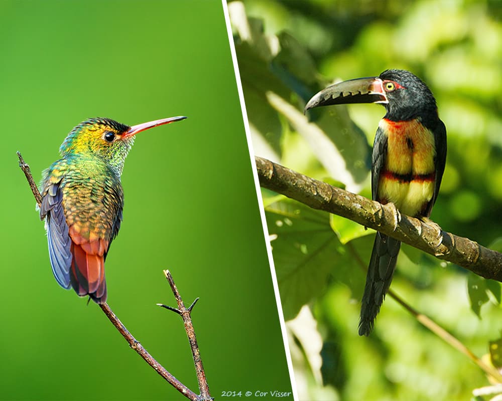 A vibrant hummingbird sits on the left, while a colorful toucan perches on a branch to the right.