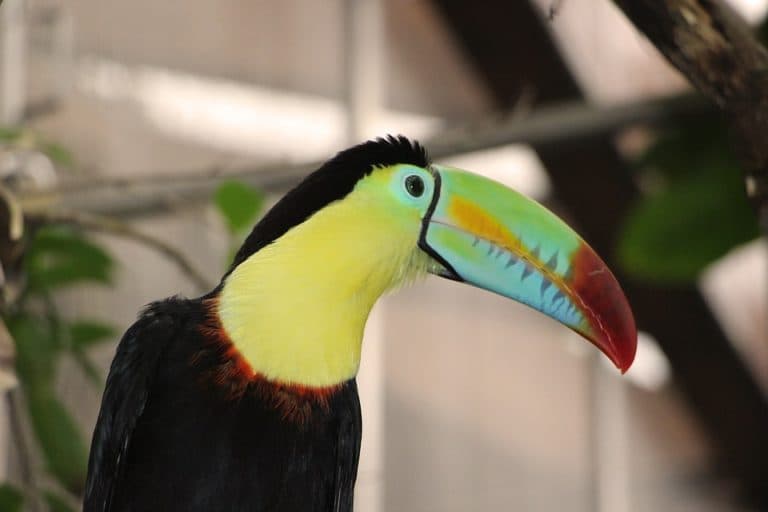 A colorful toucan with a large beak and vibrant plumage.