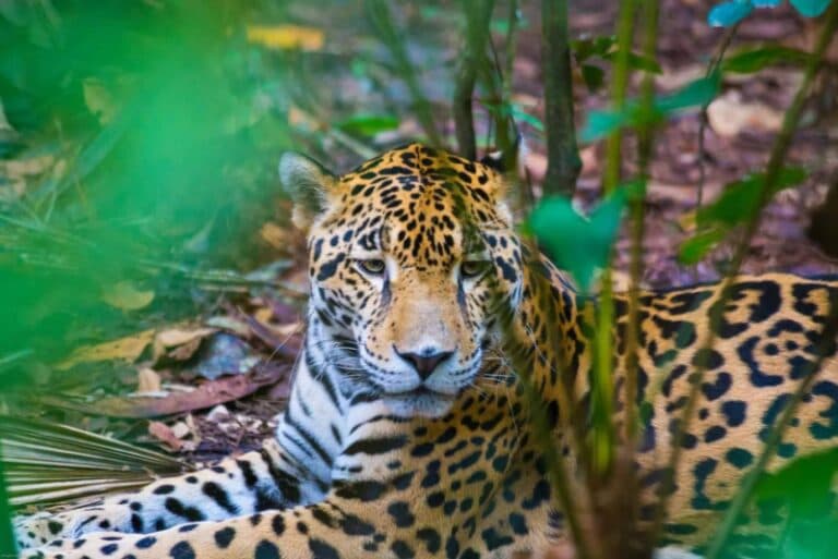 A leopard rests among green foliage in a jungle setting.