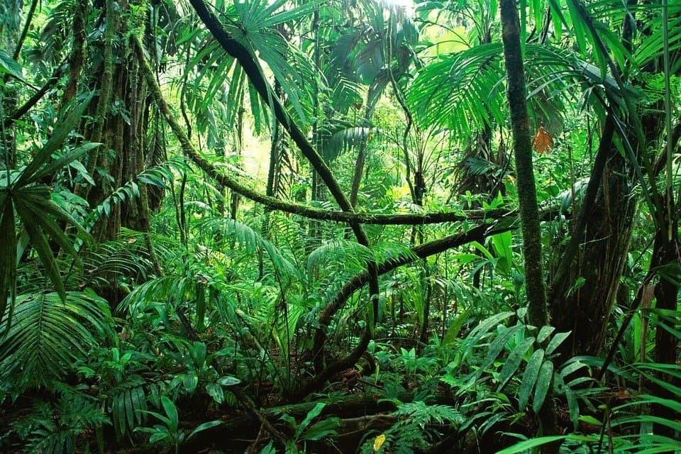 Lush green jungle filled with dense vegetation and towering trees.