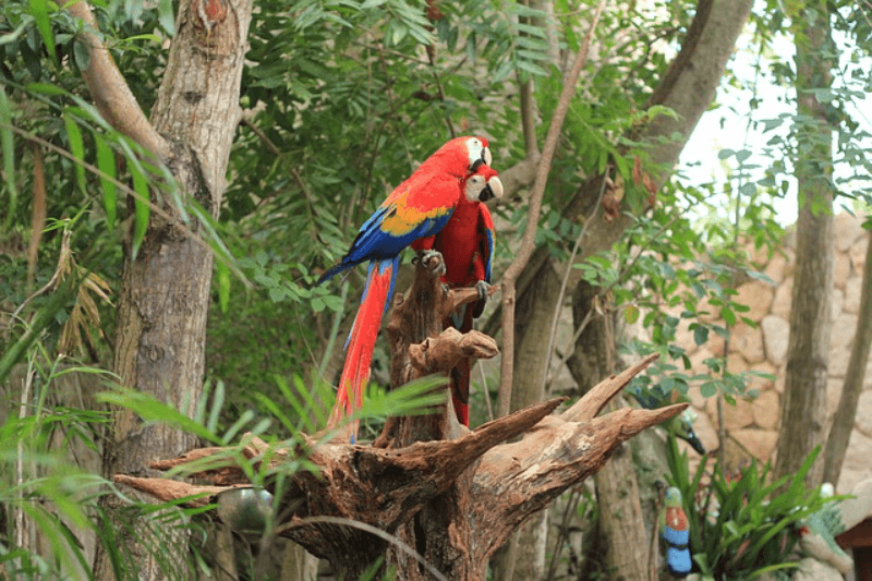 Two vibrant scarlet macaws perched on a wooden stump amidst lush greenery.