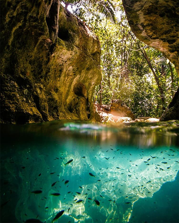 A serene underwater view showcasing small fish swimming beneath a shimmering surface in a lush, green cave environment.