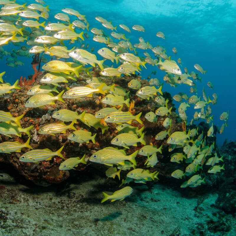 A vibrant school of yellow-striped fish swims over a rocky reef in clear blue water.