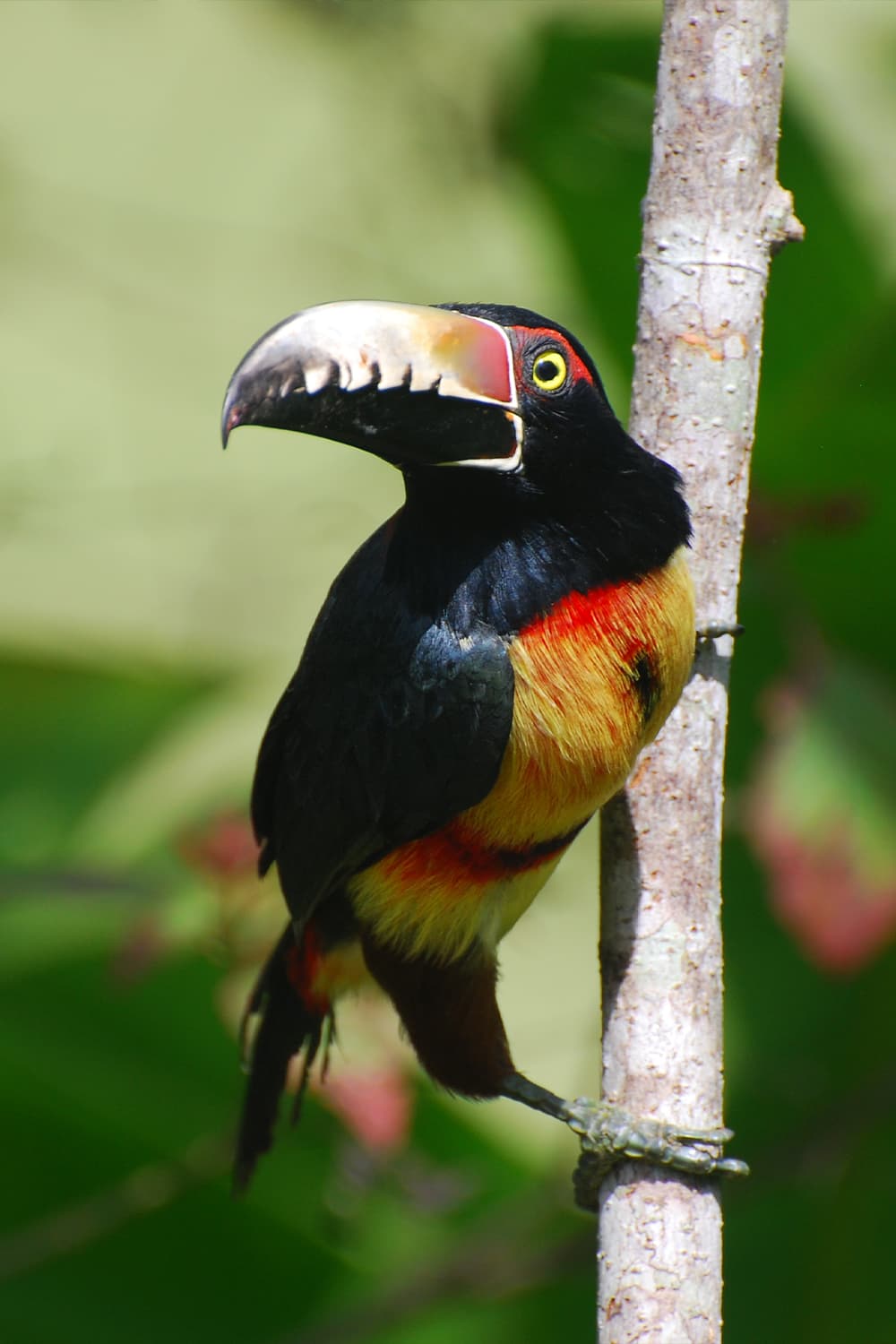A colorful toucan perched on a tree branch.