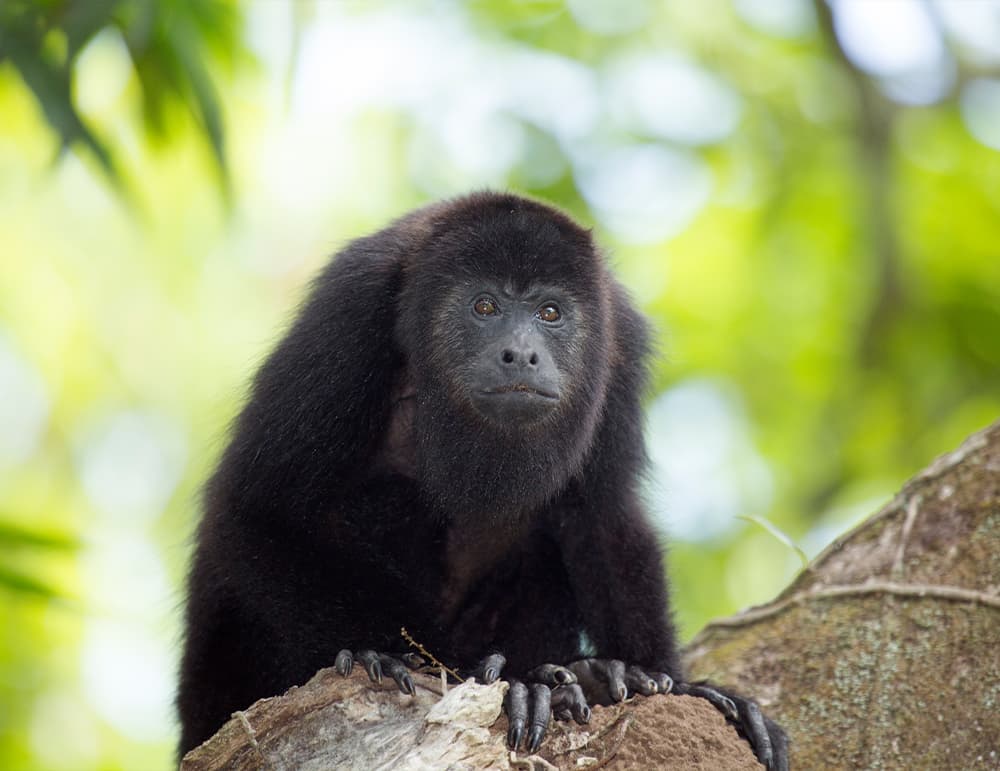A black howler monkey perches on a tree branch with a blurred green background.