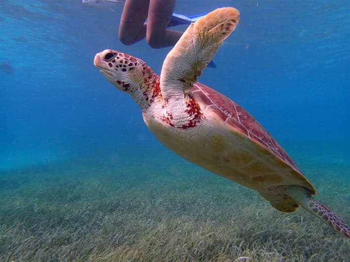 A turtle swims gracefully through clear water, with a person visible above it.