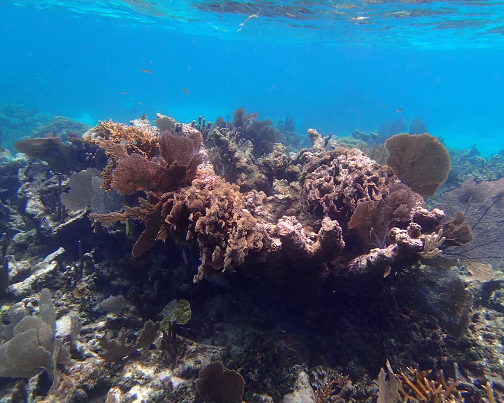 Underwater coral reef with diverse marine life and clear blue water.