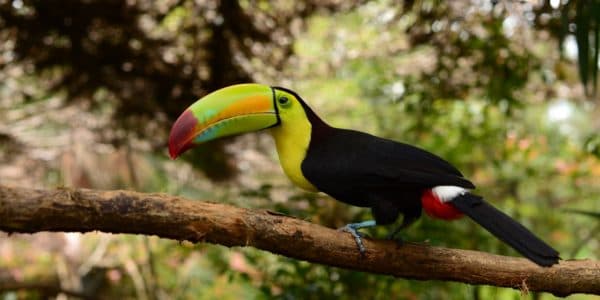 A colorful toucan perched on a branch in a lush green environment.