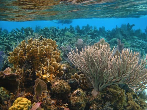 Underwater view of vibrant coral reefs with diverse shapes and colors.