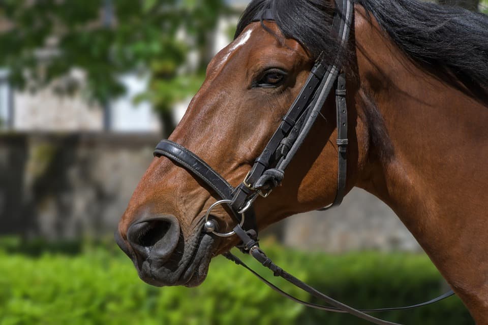A close-up portrait of a brown horse with a bridle, set against a lush green background.