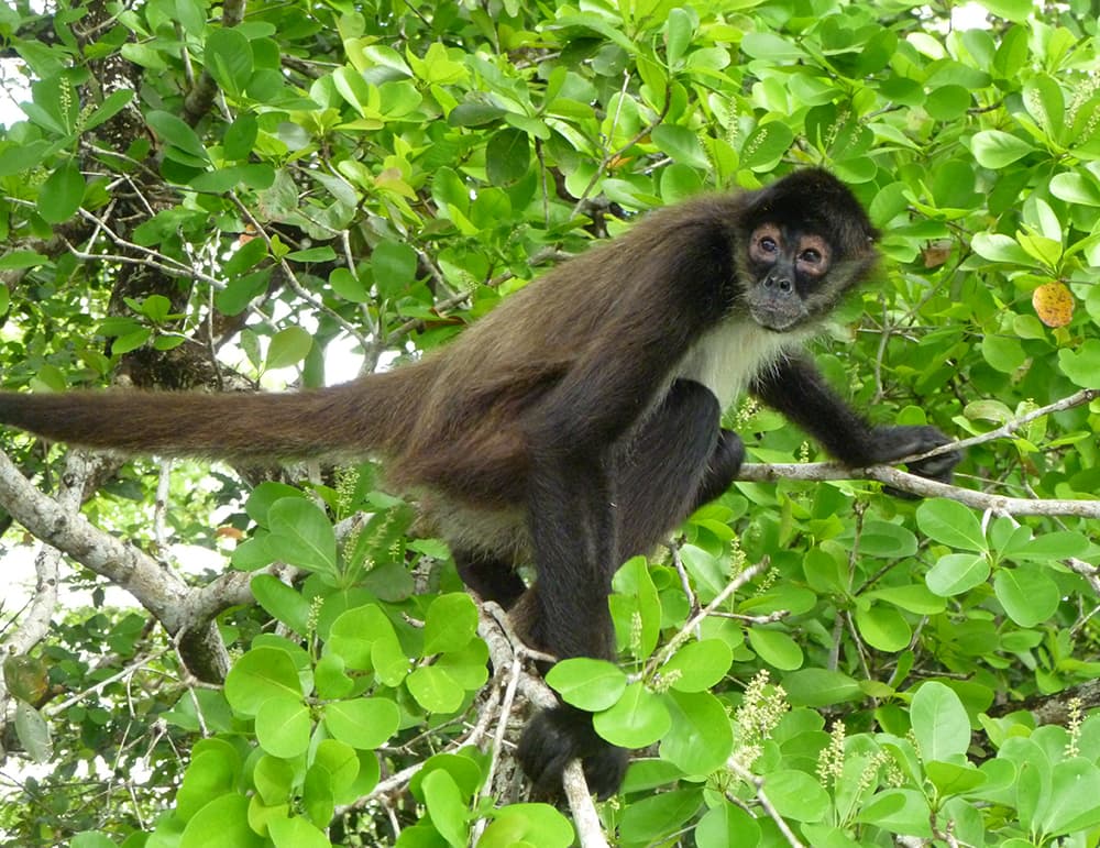 A black howler monkey perched on a branch among green leaves.