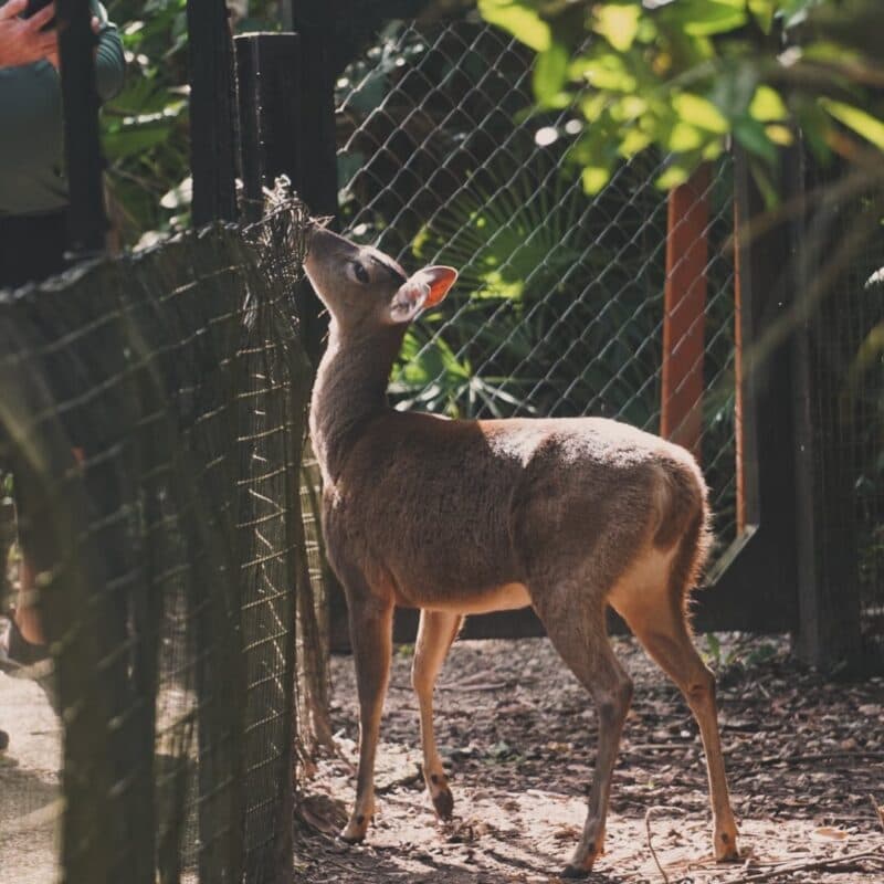 A young deer leans against a fence in a lush, green setting.