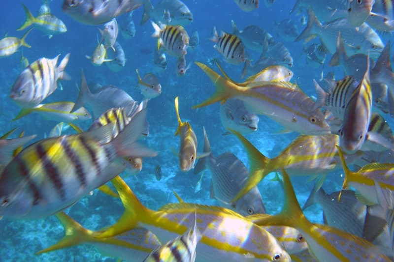 A vibrant school of assorted tropical fish swimming in clear blue water.